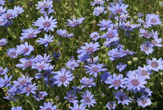 True Blue Felicia Heterophylla – Perennial African Daisy Flower Seeds