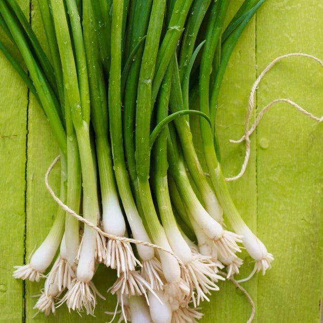 Tokyo White Bunching – Garden Vegetable Seeds