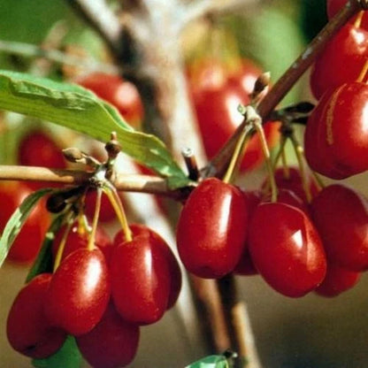 Cornus Officinalis – Dogwood Cornelian Cherry Tree Seeds