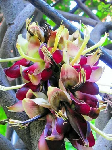 Mucuna Macrocarpa Rusty Leaf Fruiting Vine Seeds