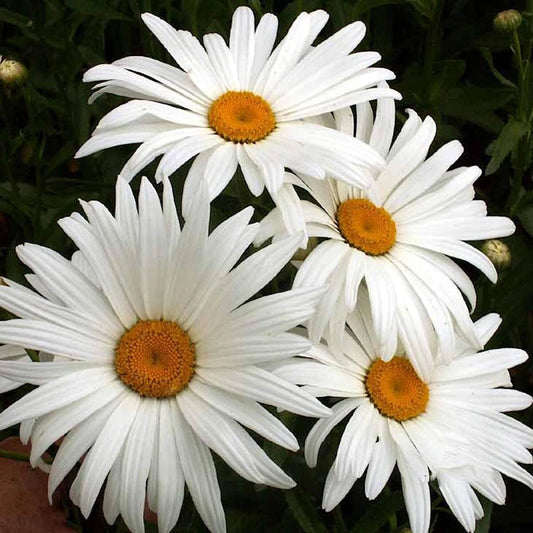 Alaska Shasta Daisy Leucanthemum Hardy Wildflower Garden Seeds
