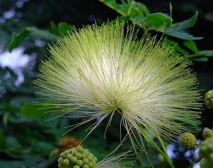 Albizia Lebbeck – Fragrant Indian Siris Tree Seeds