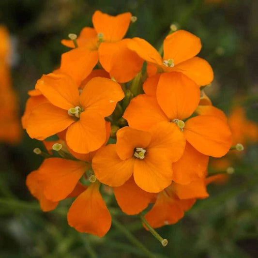 Siberian Wallflower – Hardy Wildflower Garden Seeds