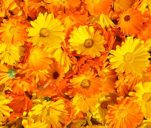 Calendula Pacific Beauty Calendula Officinalis – Colorful Garden Flower Seeds