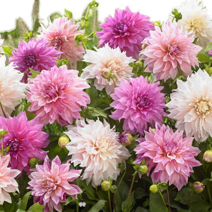 Dahlia Variabilis – Double Flower Garden Seeds