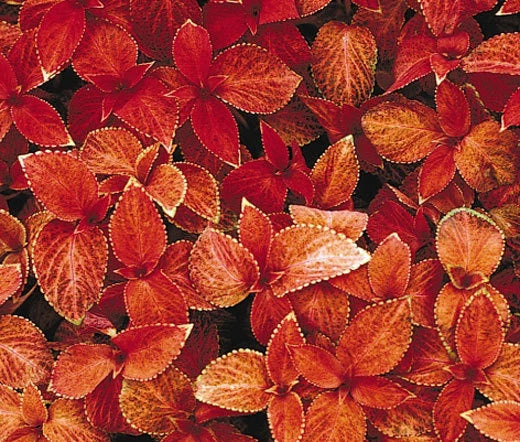 Coleus Wizard Sunset Solenostemon Scutellarioides – Colorful Foliage Garden Seeds