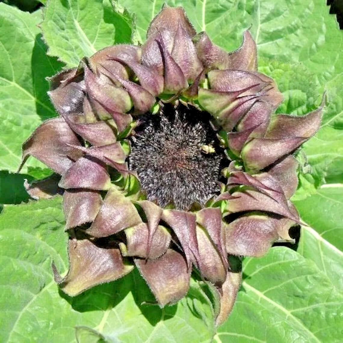 Sunfill Purple Double Sunflower Helianthus Annuus – Perennial Flower Seeds