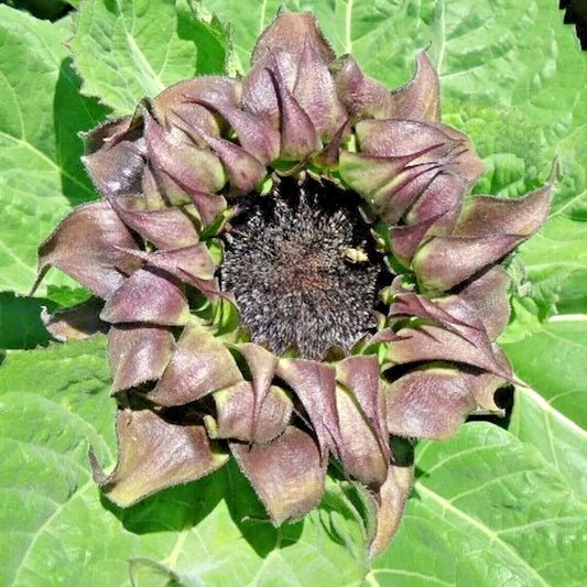 Sunfill Purple Double Sunflower Helianthus Annuus – Perennial Flower Seeds