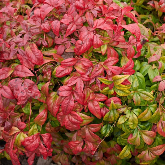 Nandina Domestica – Heavenly Bamboo Evergreen Perennial Seeds