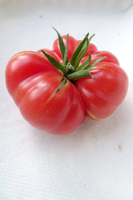 Pinon Ruffled Tomato – Heirloom Vegetable Garden Seeds