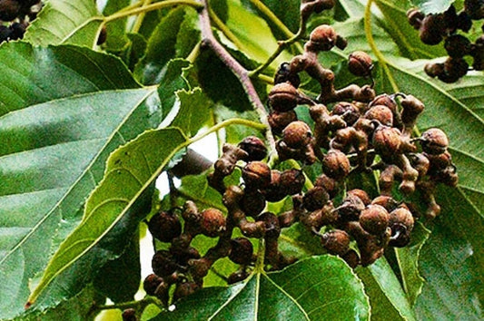 Japanese Raisin Tree Hovenia Dulcis Fruit Tree Seeds