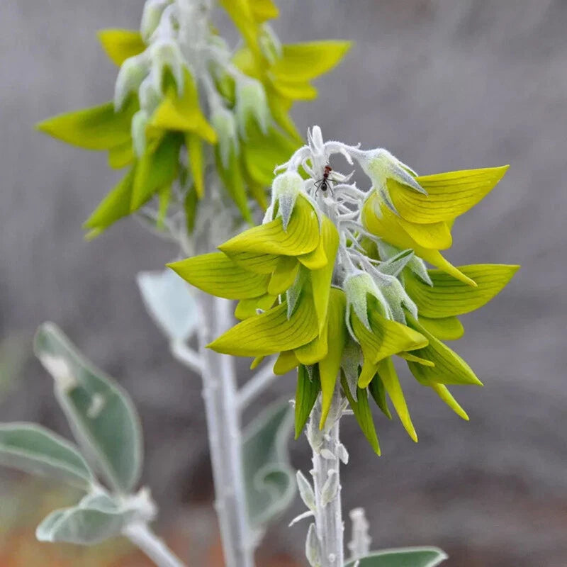 Regal Birdflower Seeds – Garden Flower Seeds