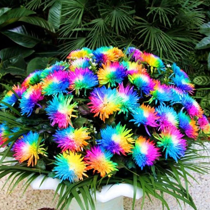 Rare Multicolors Rainbow – Colorful, Garden Flower Seeds