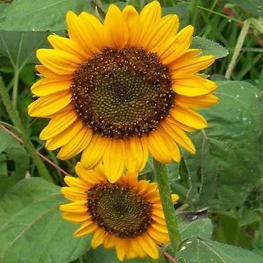 Mini Sunflower Helianthus Annuus Dwarf Yellow Flower Seeds