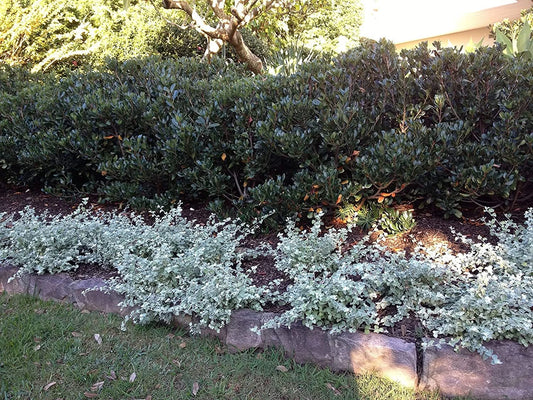 Silver Saltbush Seeds for Planting Great Landscape Bush Made in USA
