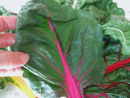 Ruby Red Swiss – Garden Flower Seeds for Planting