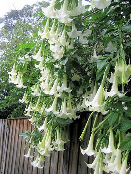 Brugmansia Suaveolens White Angel Trumpet Shrub Tree Seeds