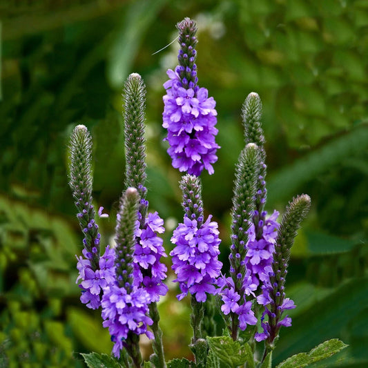 Hoary Vervain – Hardy Wildflower Garden Seeds