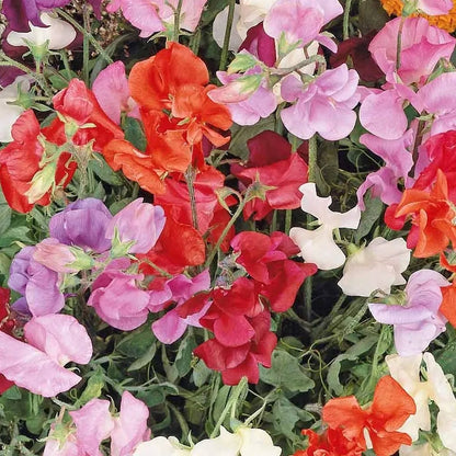 Mixed Knee High Sweet Pea Lathyrus – Climbing Wildflower Garden Seeds