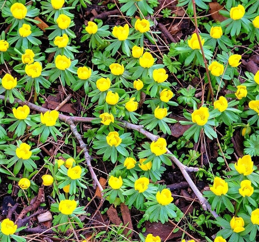 Winter Aconite Flower Bulbs Eranthis Cilicica