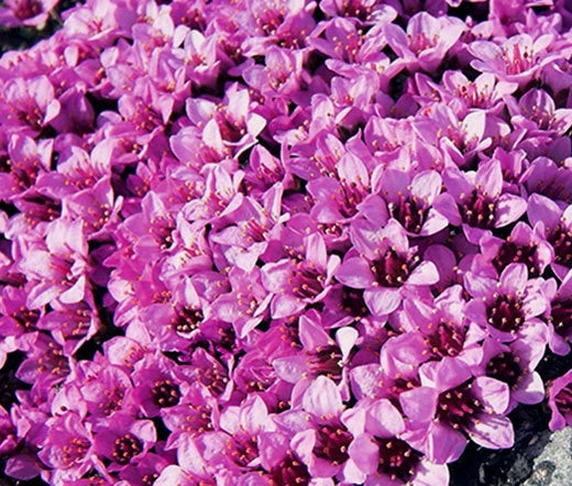 Rockfoil Rose Robe Saxifraga Arendsii – Hardy Garden Flower Seeds