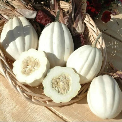 Mashed Potato Squash Seeds For Planting Exotic White Squash Gourmet Quality – Colorful Flower Seeds