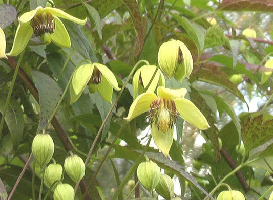 Golden Tiara Clematis Clematis Serratifolia – Climbing Flower Seeds