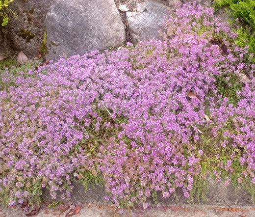 Dwarf Creeping Thyme Thymus Serpyllum Groundcover Herb Seeds
