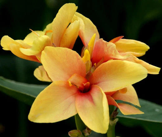 Canna Yellow Canna x Generalis – Colorful Garden Flower Seeds