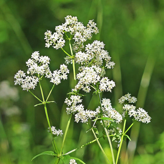 Northern Bedstraw Galium – Hardy Wildflower Garden Seeds
