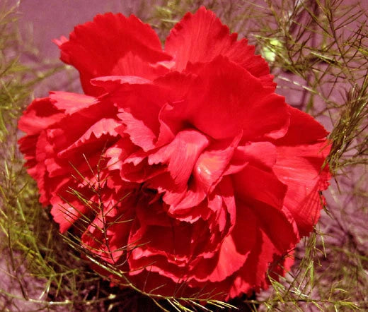 Carnation Grenadin Scarlet Dianthus Caryophyllus – Colorful Garden Flower Seeds