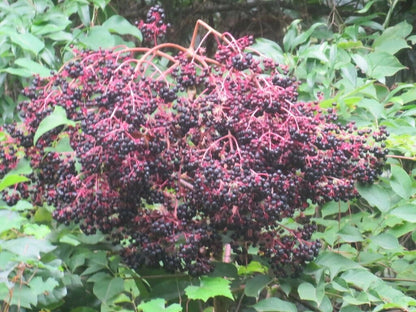 Aralia Spinosa – Berry Producing Walking Stick Tree Seeds