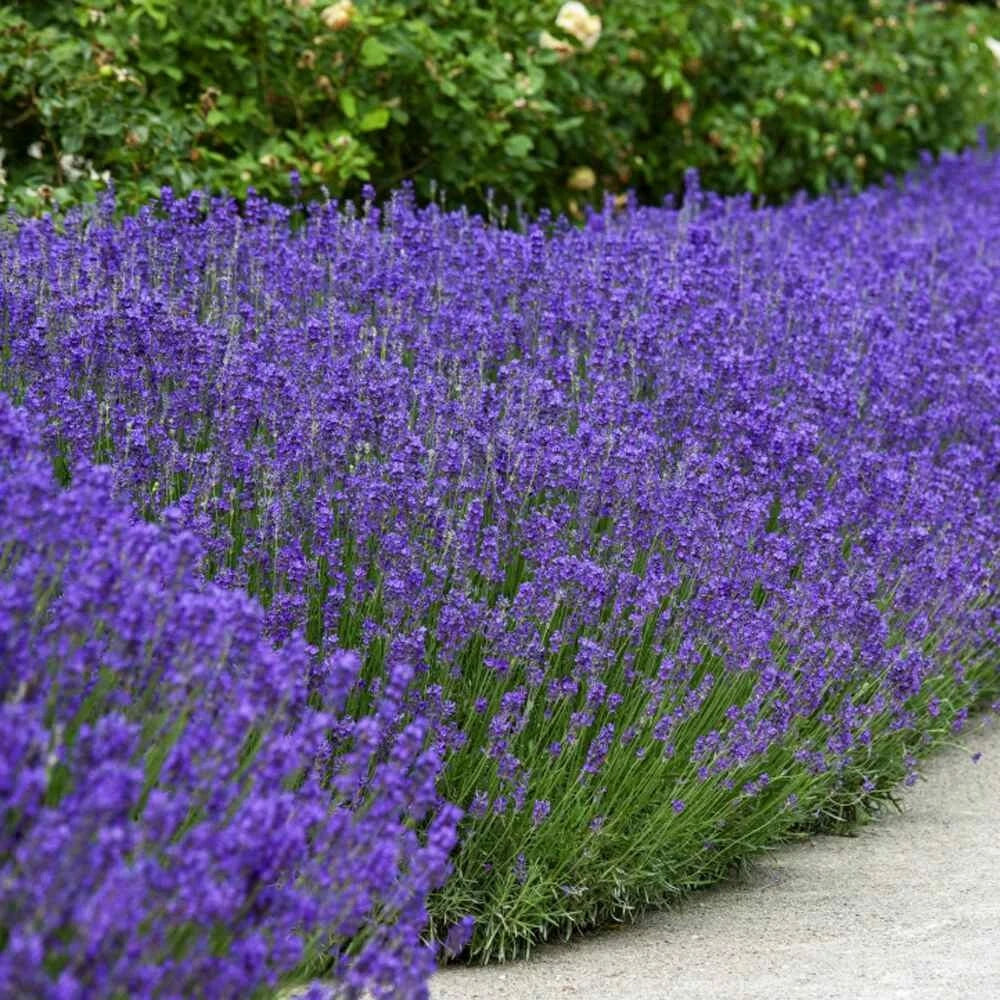 English Lavender Lavandula Angustifolia Fragrant Perennial Herb Seeds