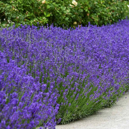 English Lavender Lavandula Angustifolia Fragrant Perennial Herb Seeds