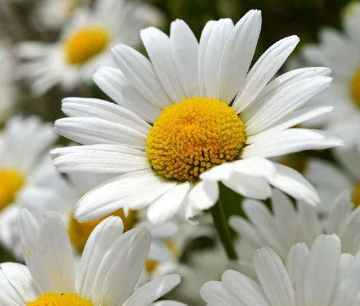 Daisy Shasta Chrysanthemum Maximum – Large Hardy Perennial Garden Flower Seeds