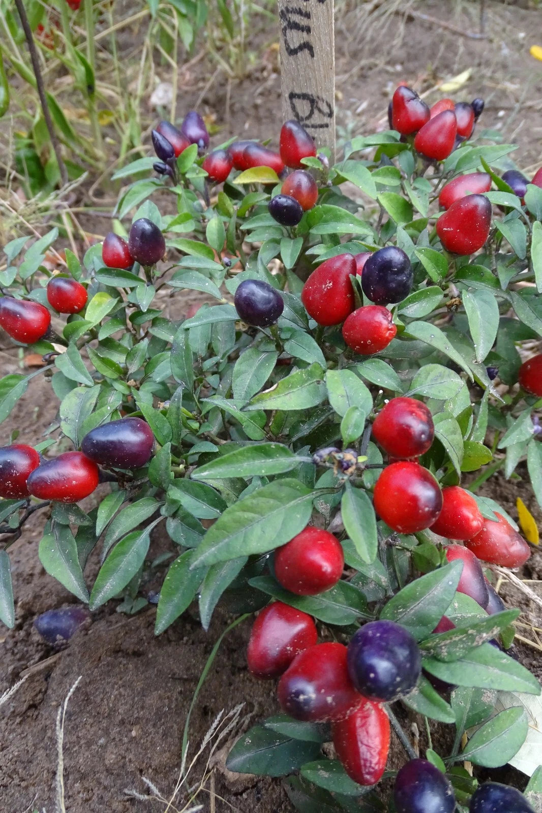 Filius Blue Pepper – Ornamental Garden Flowering Seeds