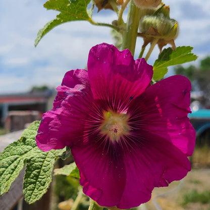 Magenta Pink Hollyhock Alcea – Perennial Garden Flower Seeds