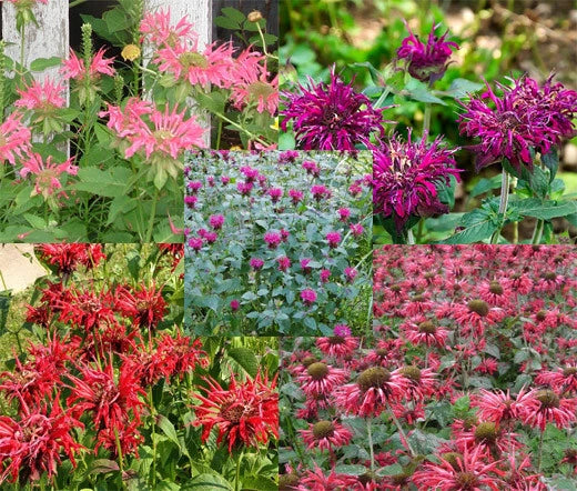 Bee Balm Panorama Mix Monarda Didyma – Colorful Garden Flower Seeds