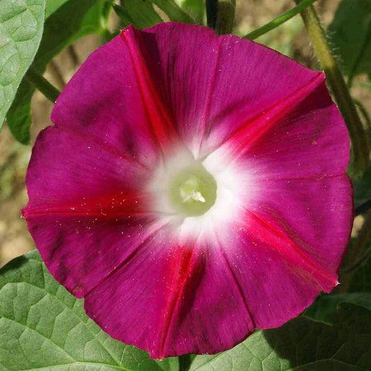 Scarlet O’Hara Morning Glory – Colorful Wildflower Garden Seeds
