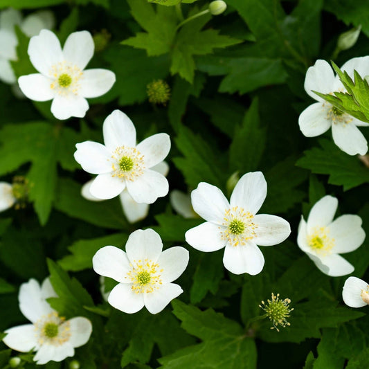 Canada Anemone Anemone Canadensis – Hardy Wildflower Garden Seeds