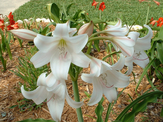 Crinum Lily Grab Bag 6 Types - Off