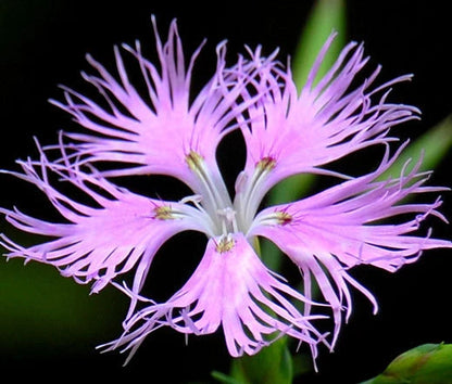 Pinks Dianthus Superbus – Fringed Garden Flower Seeds