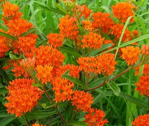 Butterfly Weed Orange Asclepias Tuberosa Pollinator Friendly Flower Seeds