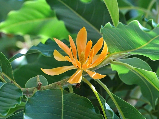 Michelia Champaca Magnolia Tree Shrub Fragrant Perfume Joy – Hardy Fruit Tree Seeds Product Image – High Quality Seeds for Gardeners