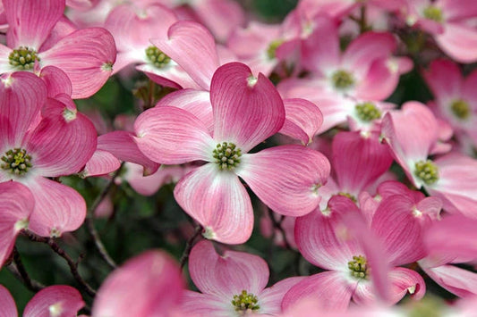 Pink Flowering Dogwood Cornus Florida Rubra Cold Hardy Tree Seeds