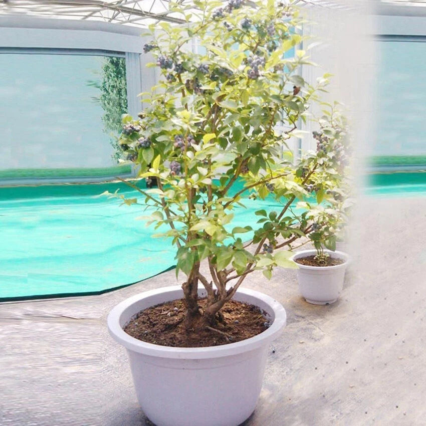 European Blueberry Seeds – Garden Fruit Seeds