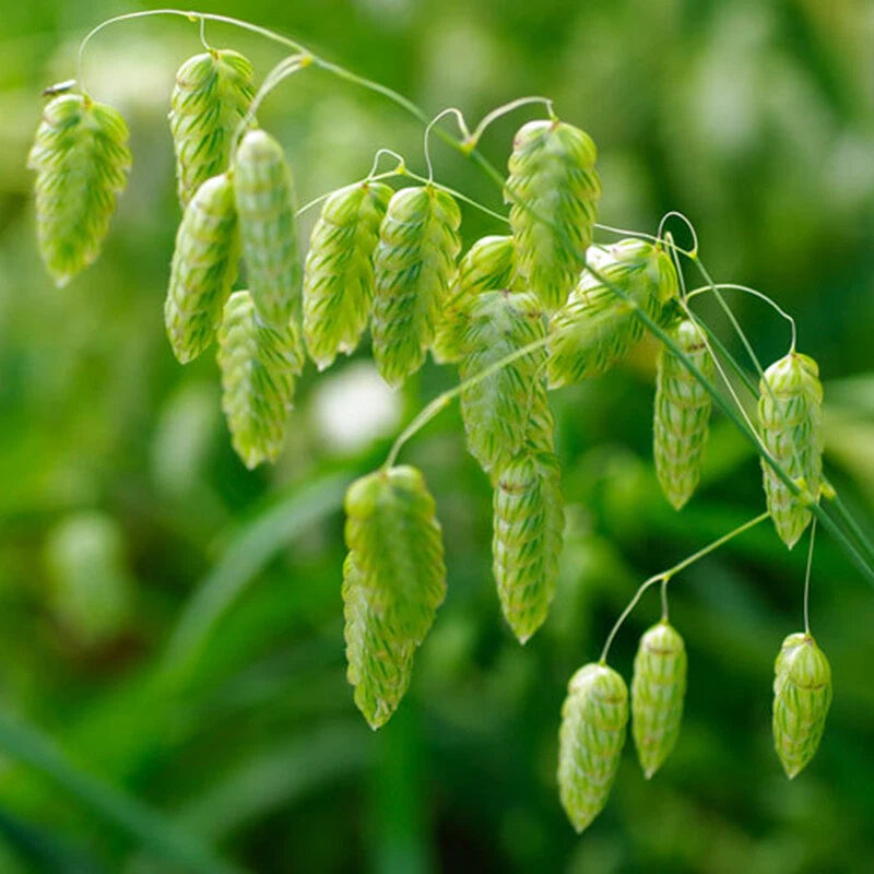 Quaking Ornamental Grass Seeds- Rattlesnake Grass Seeds - Flower Seeds