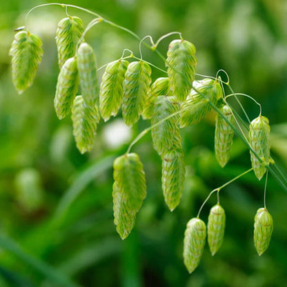 Quaking Ornamental Grass Seeds- Rattlesnake Grass Seeds - Flower Seeds