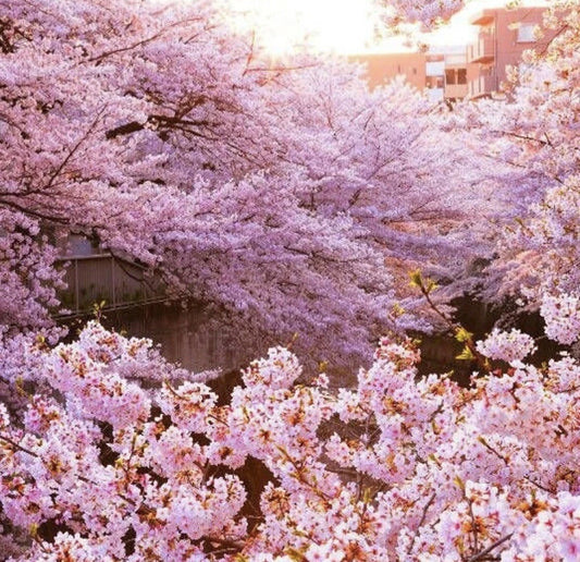 Pink Cherry Blossom Sakura Ornamental Flower Tree Seeds