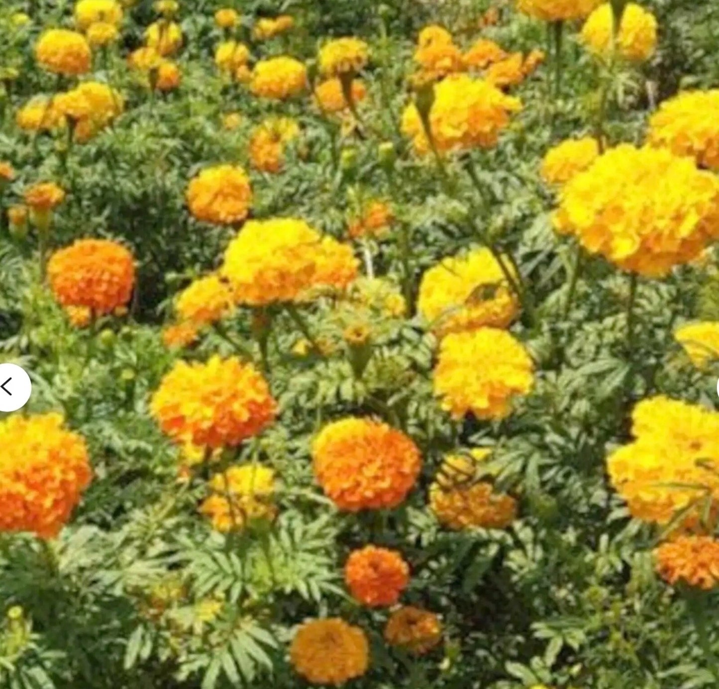 Giant African Marigold Crackerjack Mix Orange Yellow Flower Seeds